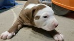 Cuccioli Pitbull Rednose cn Pedigree - Foto n. 4