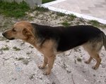 Pupina Simil Lupetto di 8 mesi Circa - Foto n. 3