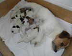 Stupendi Cuccioli di jack Russell Terrier
