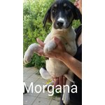 Morgana, 3 Mesi, Taglia Media