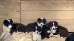 Cuccioli di Border Collie con Pedigree