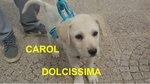 Cucciola Carol Incrocio Labrador