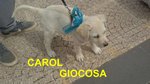 Cucciola Carol Incrocio Labrador - Foto n. 2