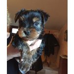 Yorkshire Terrier Vendo