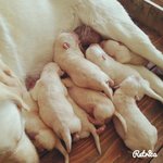 Cucciolata di Labrador Retriver Manto Miele - Foto n. 9