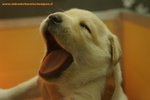 Cuccioli Labrador Retriever - Foto n. 1