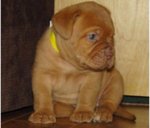 Stupendi Cuccioli di Dogue de Bordeaux