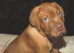 Stupendi Cuccioli di Dogue de Bordeaux - Foto n. 2