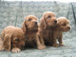 Cuccioli di Cocker Spaniel Inglese Purissimi