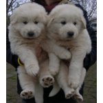 Cuccioli di Pastore Maremmano Bianco - Foto n. 2