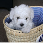 Disponibili Cuccioli di Bichon Frisè - Foto n. 1