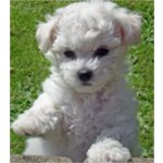 Disponibili Cuccioli di Bichon Frisè - Foto n. 2