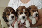 Cuccioli di Beagle Tricolor e Bianco Arancio