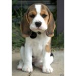 Cuccioli di Beagle Tricolor e Bianco Arancio - Foto n. 2