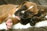 Cuccioli di Boxer Tigrati e Fulvi - Foto n. 1