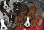 Cuccioli di Boxer Tigrati e Fulvi - Foto n. 2