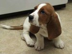 Spettacolari Cuccioli di Bassethound