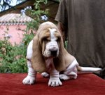 Spettacolari Cuccioli di Bassethound - Foto n. 2