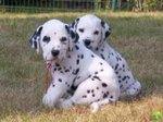 meravigliosa cucciolata di dalmata