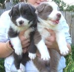 Cuccioli di Borden Collie pura Razza Bianchi e Neri - Foto n. 1