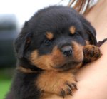 Splendidi Cuccioli di Rottweiler - Foto n. 1