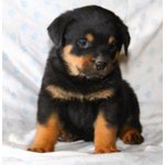 Splendidi Cuccioli di Rottweiler - Foto n. 2