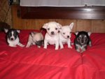 Cuccioli di Chihuahua Micro Toy