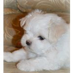 Cuccioli di Maltese toy Bianchi - Foto n. 2