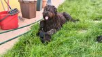 Cuccioli Pastore Bergamasco