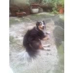 Puck cane Meticcio Collie 9 Anni