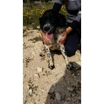 🐶 Setter maschio di 9 anni e 3 mesi in adozione a Portopalo di Capo Passero (SR) e in tutta Italia da privato