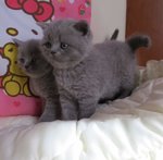 Splendidi Cuccioli British Shorthair - Foto n. 2