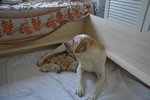 Animali Cuccioli Labrador Retriver con Pedigree