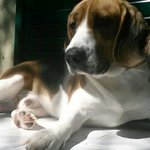 Regalo Beagle - Foto n. 1