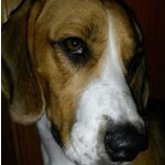 Regalo Beagle - Foto n. 2
