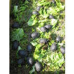 Tartarughe e uova Fertili - Foto n. 4