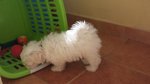 Cuccioli di Maltese. - Foto n. 4