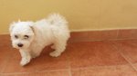 Cuccioli di Maltese. - Foto n. 5