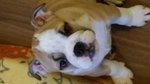 Cucciole di English Bulldog