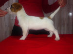 Jack Russell Terrier - Foto n. 2