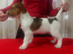 Jack Russell Terrier - Foto n. 3