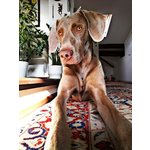 🐶 Weimaraner maschio in accoppiamento a Bologna (BO) da privato