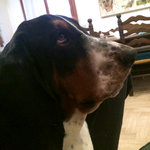 Cerco Bassethound Femmina per Accoppiamento - Foto n. 1