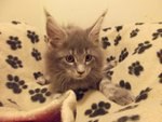 Cuccioli Maine coon con Pedigree