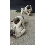 Cuccioli di Pastore Maremmano con cane dei Pirenei - Foto n. 2