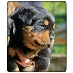 Cuccioli di Rottweiler Altamente Selezionati - Foto n. 1