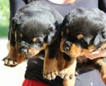 Cuccioli di Rottweiler Altamente Selezionati - Foto n. 2