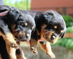 Cuccioli di Rottweiler Altamente Selezionati - Foto n. 3