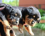 Cuccioli di Rottweiler Altamente Selezionati - Foto n. 4