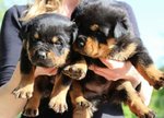 Cuccioli di Rottweiler Altamente Selezionati - Foto n. 6